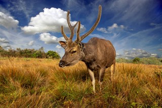 শ্রীলংকা