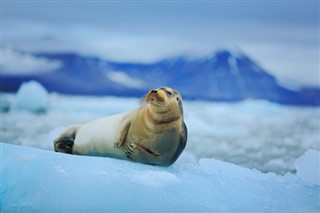 Svalbard Prognoza meteo Svalbard