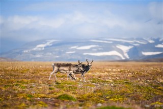 Svalbard