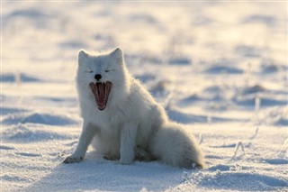 свалбард