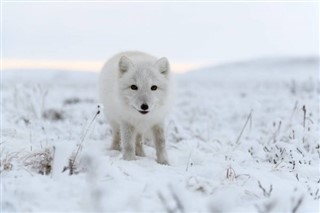 svalbard