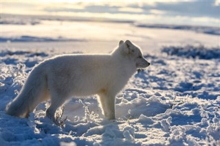 svalbard