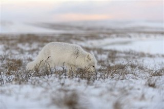 Svalbard