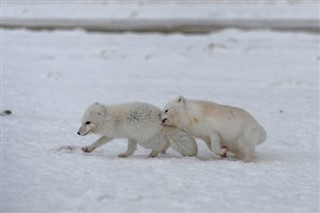 svalbard