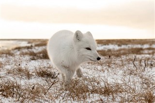 Svalbard