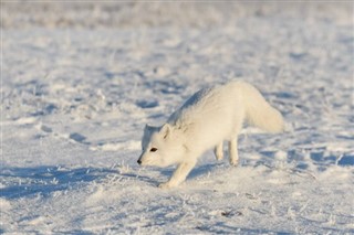 Svalbard