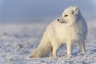 Svalbard Wettervorhersage Svalbard