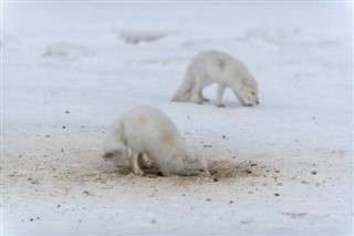 Svalbard