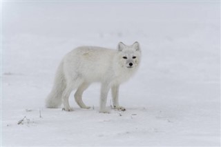 Svalbard