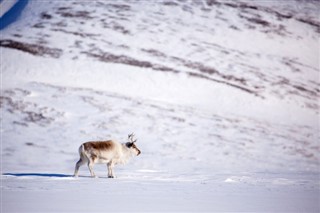 Svalbard