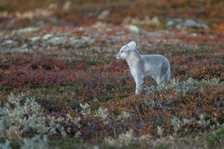 Svalbard