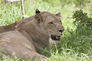 Swasiland