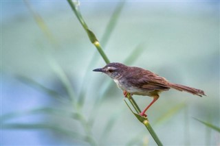 Swazilandia