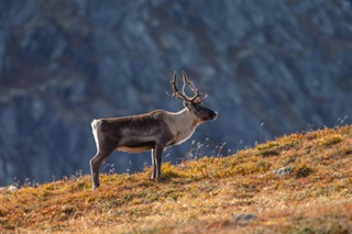 Sverige