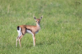 Tanzanija