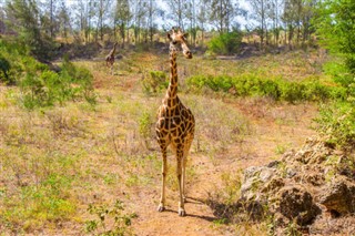 Tanzanie