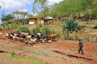 Tanzanie