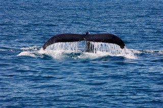 Tonga