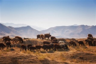 أوزبكستان