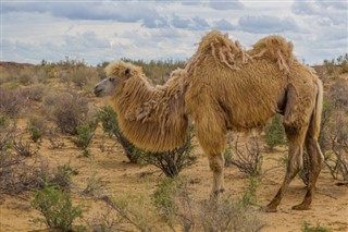 Oezbekistan