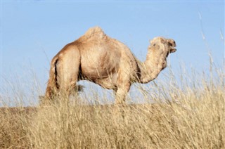Vestsahara