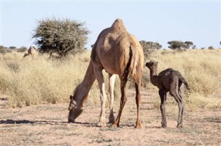 Sahara