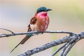 Zambia