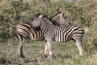 Zambia