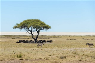 Zambia