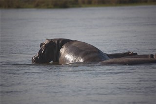 Sambia