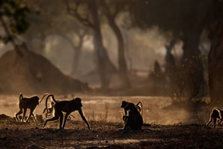 जिम्बाब्वे