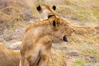 زمبابوے