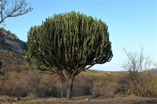 Zimbabue