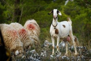 Albanija