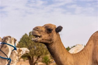 Algérie