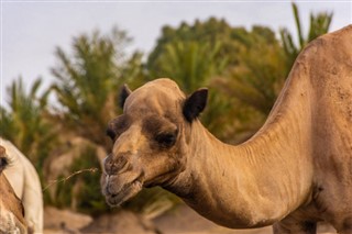 Algérie