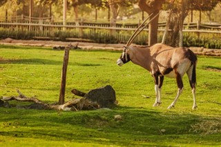 অ্যাঙ্গোলা