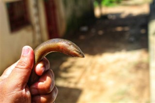 அங்கியுலா