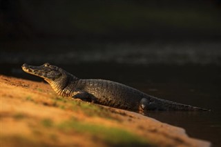 আর্জিণ্টিনা