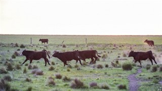 Argentinië