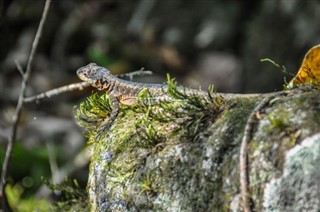 আর্জিণ্টিনা