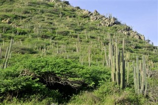 Aruba