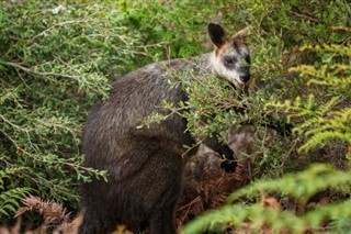 Australië