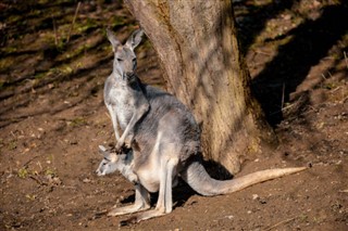 Austrālija