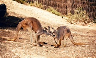 Australija