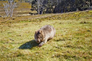 Australië