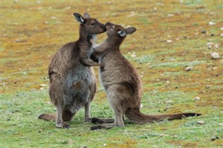 Austrālija