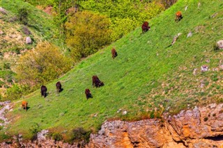 Azerbaiyán