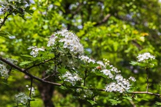 আজেরবাইজান