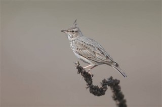 Bahrain